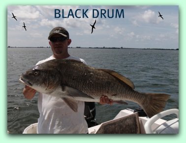 Fifty pound black drum fish caught by Capt Brad Masters fat cat fishing charters St.Petersburg Fl.